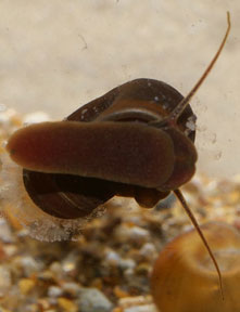 Mollusk Photo Mollusk Photo