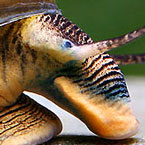 Snail Photo detail