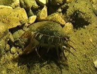 Crayfish photo