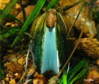 Oyster-mussel glow photo