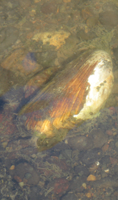 Western Ridged mussel