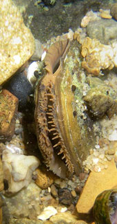 Eastern pearlshell