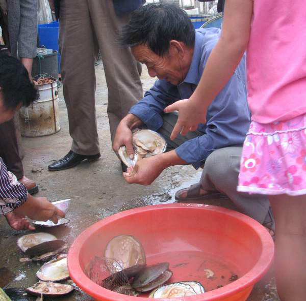Harvesting freshwater cultured pearls, China