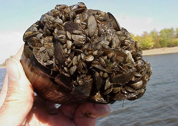 Zebra mussels