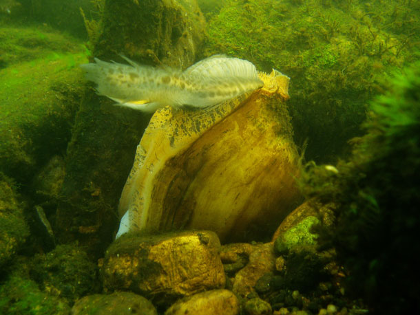  Lampsilis' display attracts host fish