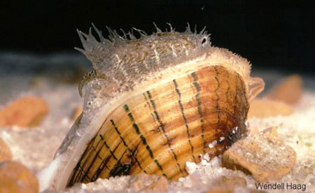 Mussel photo