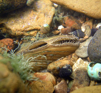 Mussels as filter